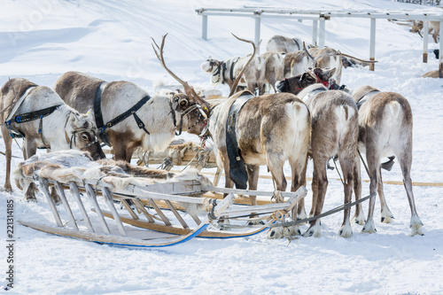 Reindeer in harness with wooden sledges on the winter camp of Siberia. photo