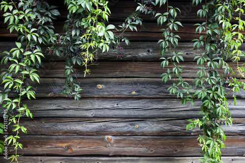 creeper plant on rustic wooden wall with copy space