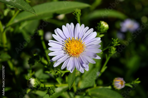 Wallpaper Mural Close-up of a Beautiful Purple Aster Flower, Nature, Macro Torontodigital.ca