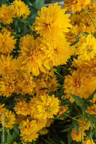 Fototapeta Naklejka Na Ścianę i Meble -  Goldquelle Coneflower, Tall late summer perennial herb with deeply cut leaves and bright yellow double flower heads on sturdy stems.