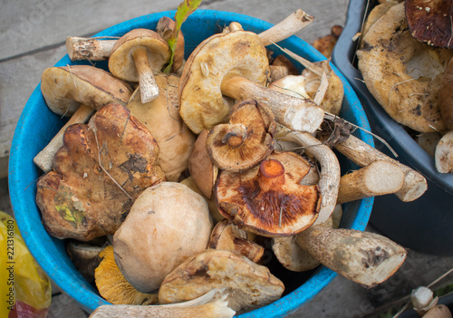 Many mushrooms collected in bucket