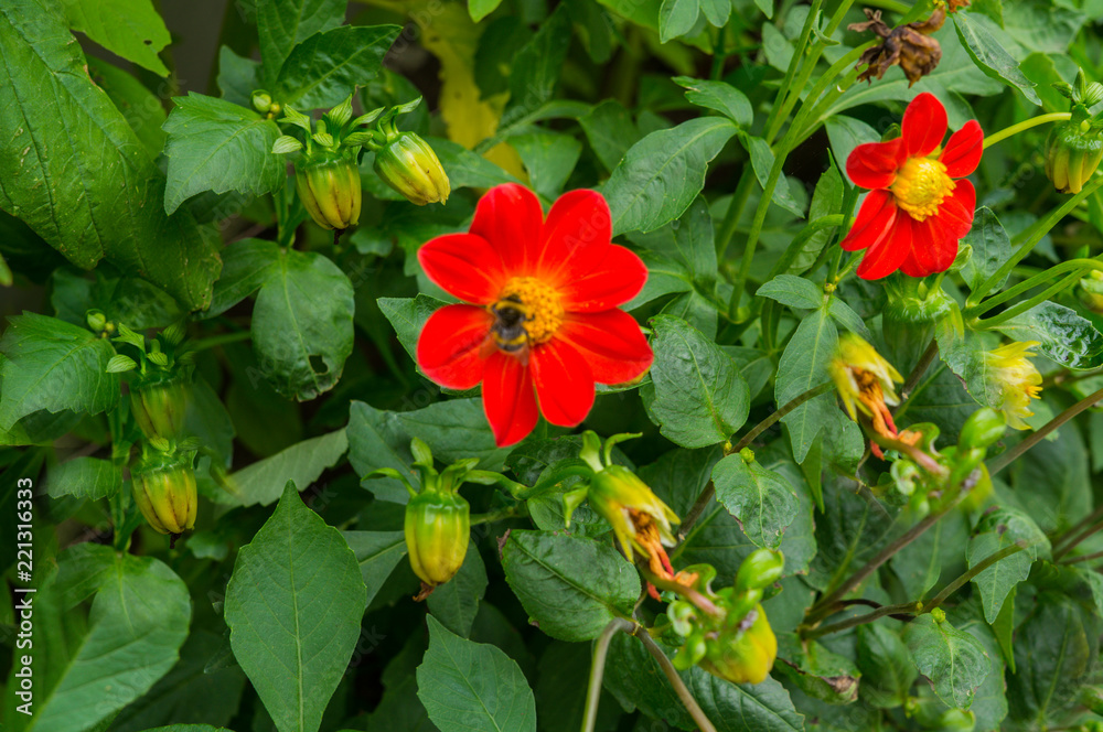 A Bumblebee on a showy summer Dahlia flower. A Bumblebee on a showy summer Dahlia flower.