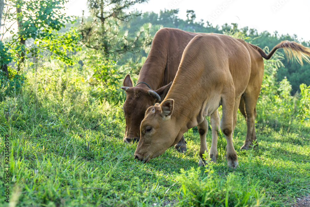 cow on grass land