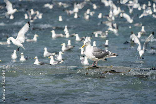 Alaskan seagull eating a salmon fish during the August Salmon Run in Valdez. Focus on one bird in the water