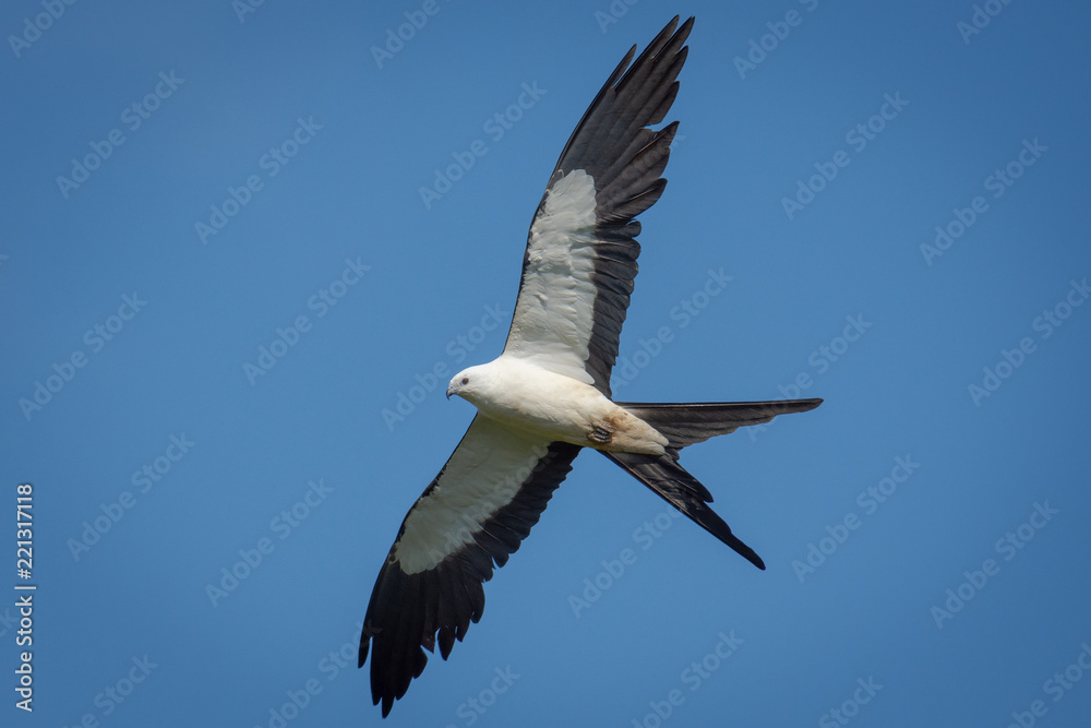 Obraz premium Swallow-tailed Kite