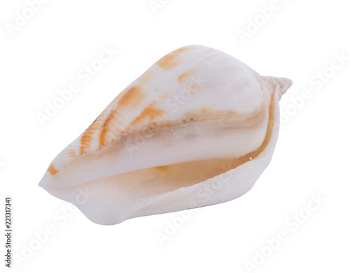 sea shell isolated on white background