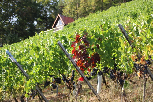 grapes in vineyard