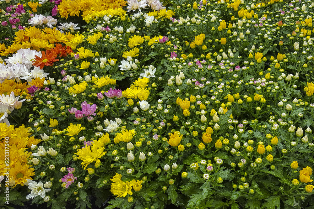 Cultivated Chrysanthemums in several colors with raindrops on leaves and flowers