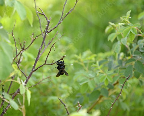 beetle on leaf