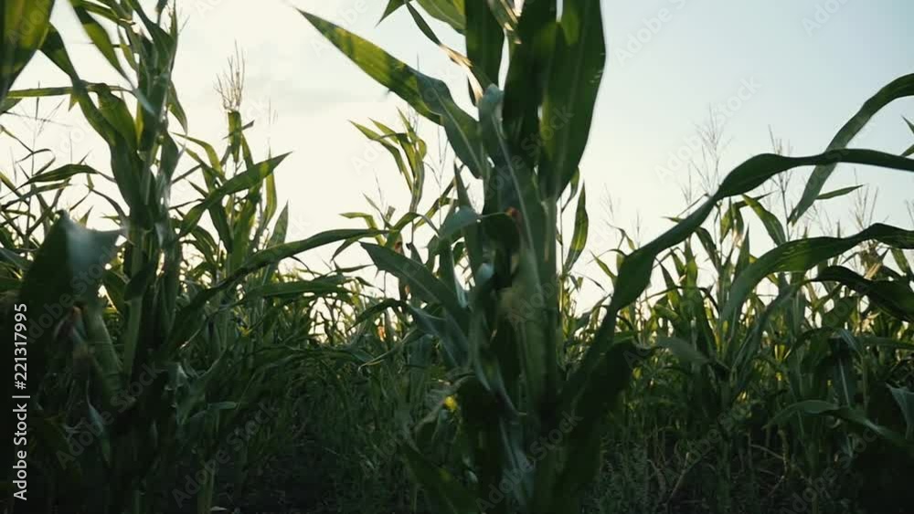 Sunset over the corn field. Corn in the sun. Sunset over the corn field. Corn in the sun.