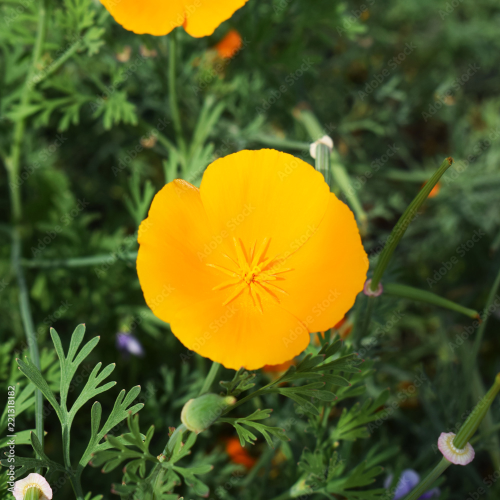 Fototapeta premium yellow flower