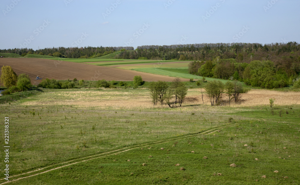 Fototapeta premium rural landscape with cows