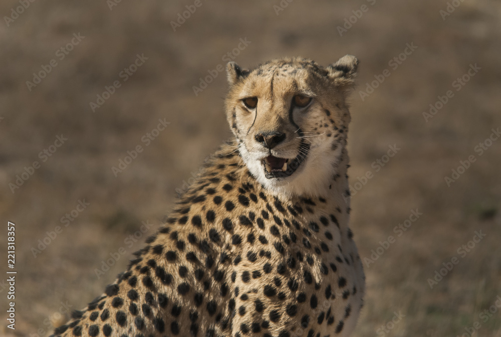 Fototapeta premium Female Cheetah portrait