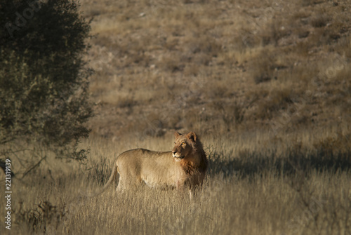 Young male lion in the morning sun