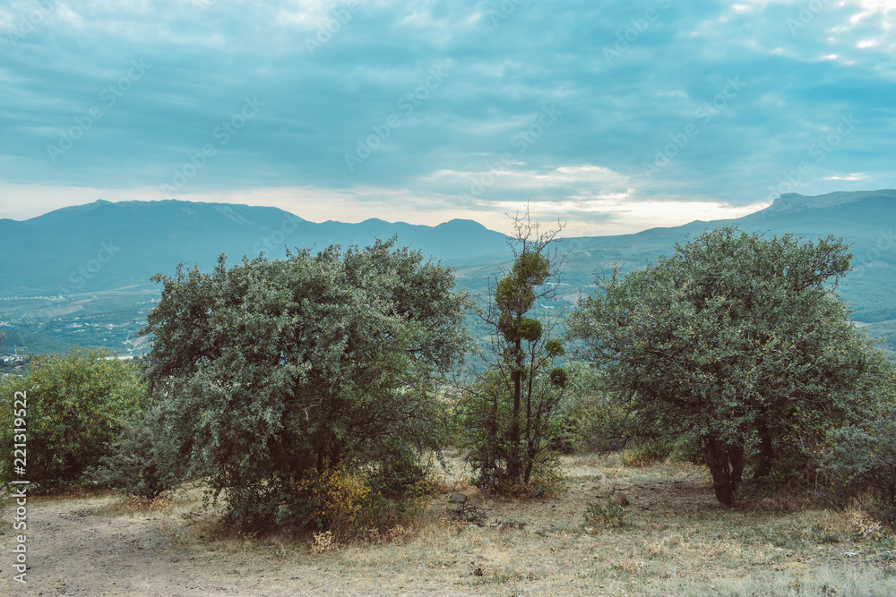 Fototapeta premium the trees in the mountains