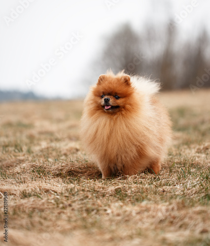 Pomeranian dog outdoor.Portrait of beautiful pomeranian dog. Dog print photo