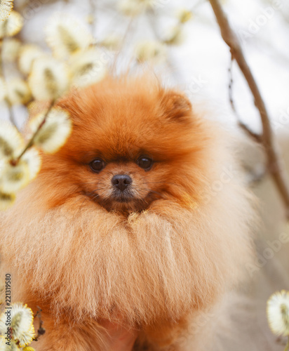 Pomeranian dog outdoor.Portrait of beautiful pomeranian dog. Dog print © Agnes