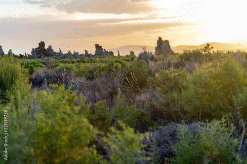 View of sagebrush and tufa tower formations during sunrise at Mono Lake  selective focus on sagebrush for artistic effect