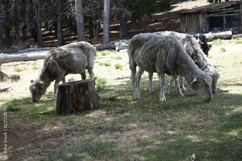 Obraz premium A flock of sheep are grazing in the field