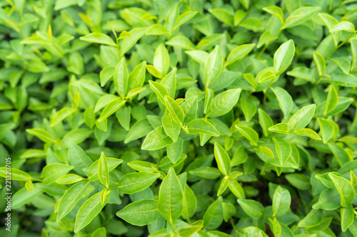 Green tea leaves in a tea plantation in morning