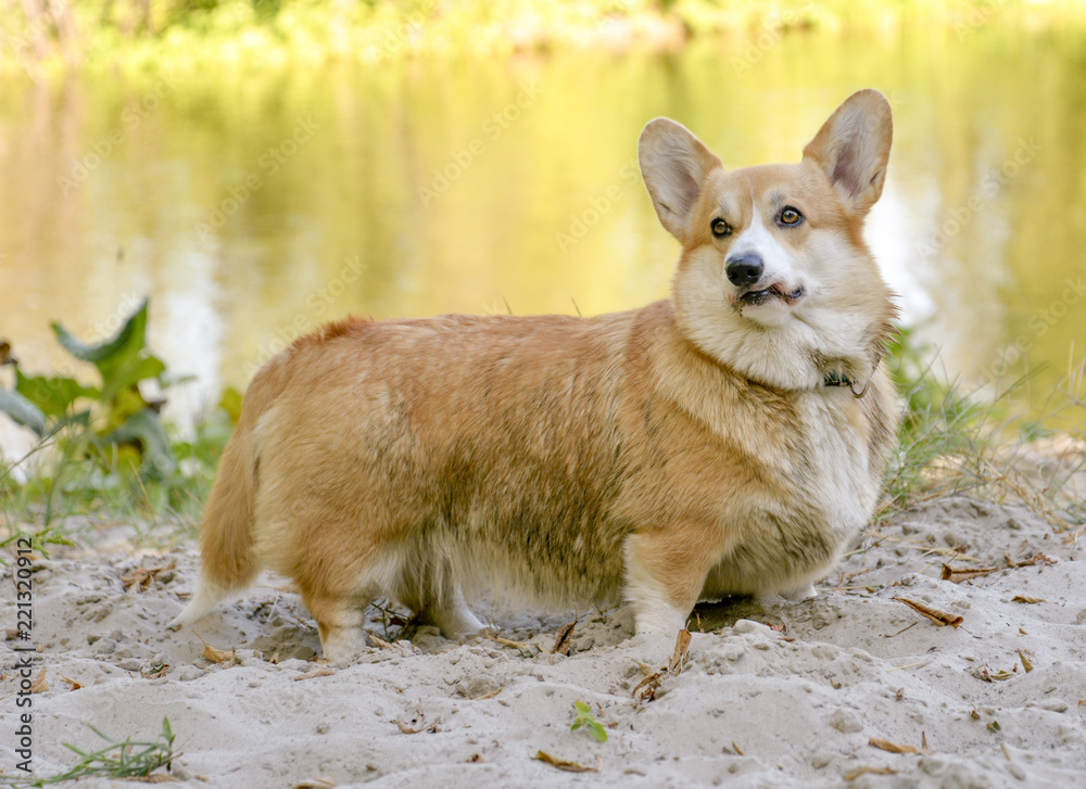 portrait of a corgi dog