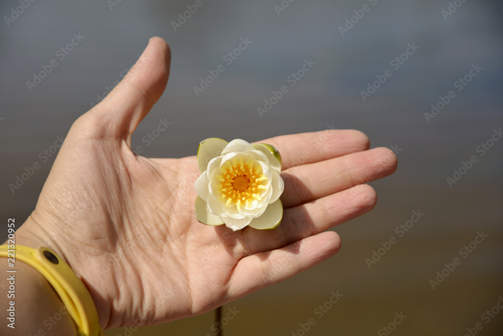 water lily in hand