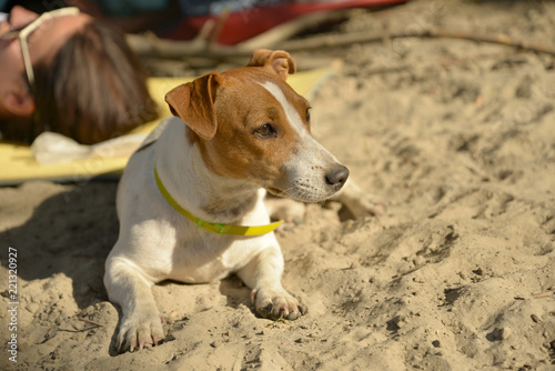 Fototapeta Naklejka Na Ścianę i Meble -  dog on the beach