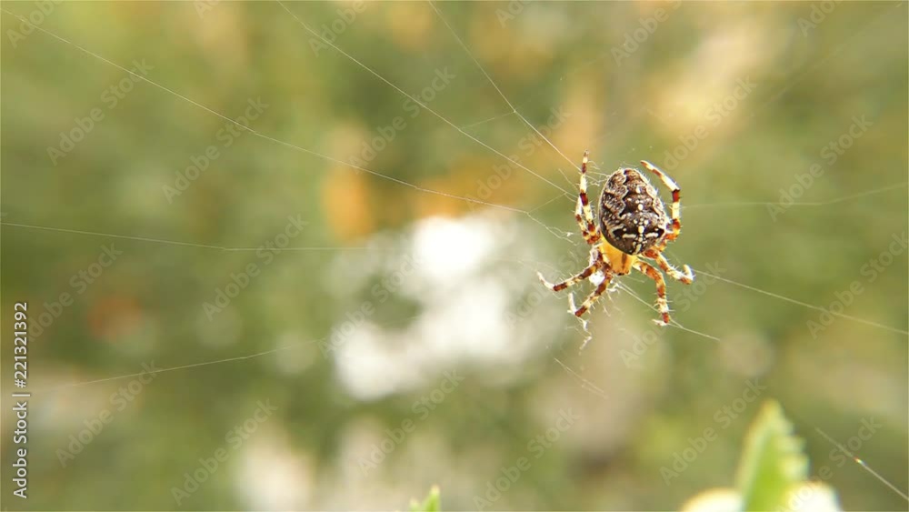 Spider Working on Her Web – Spider With Spider Web - European Garden Spider, Close up, Detail Spider Working on Her Web – Spider With Spider Web - European Garden Spider, Close up, Detail