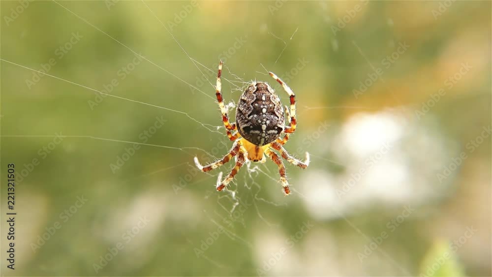 Spider Working on Her Web – Spider With Spider Web - European Garden Spider, Close up, Detail Spider Working on Her Web – Spider With Spider Web - European Garden Spider, Close up, Detail
