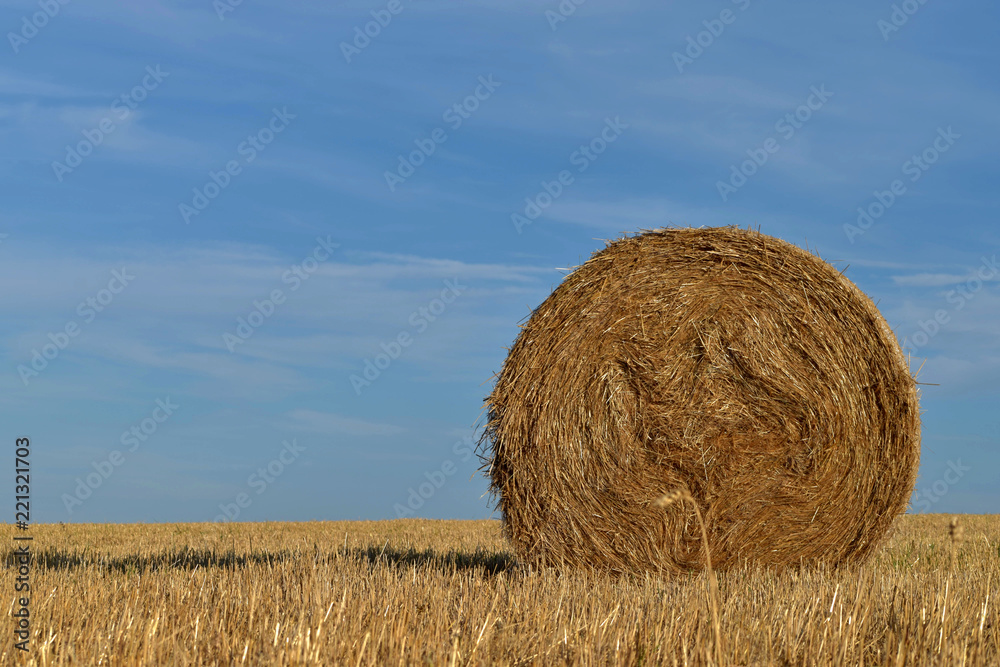 Round bundle of straw. Rural landscape with agricultural fields. The field is harvested. Sun is shining.