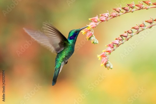 Green violetear, Colibri thalassinus, hovering next to red flower in garden, bird from mountain tropical forest, , Mexico, natural habitat, beautiful hummingbird, colourful and clear background photo