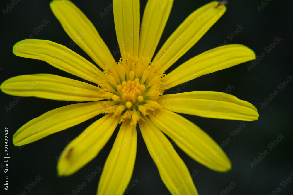 yellow flower close up yellow flower close up