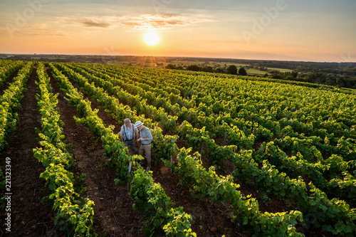 Fotografia Top view. Winegrowers using a tablet, in their vines at sunset.