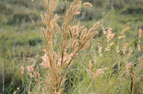 Dry grass on a background of green grass