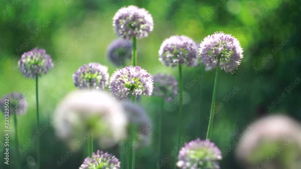 The inflorescences of onions are pollinated by insects on the lawn The inflorescences of onions are pollinated by insects on the lawn