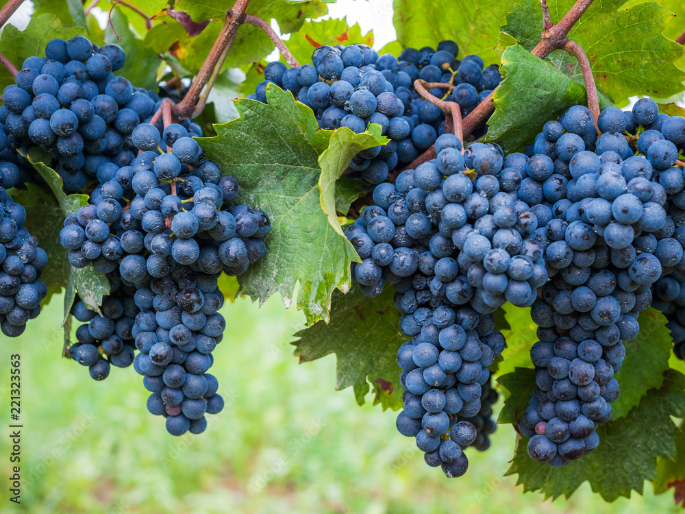 Blaue Weintrauben reif zur Ernte