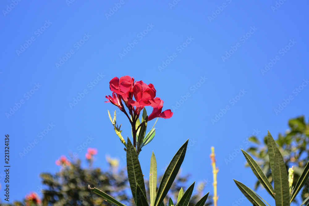 red flower with blue sky background