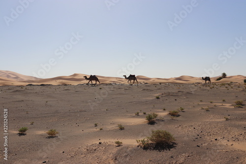 sahara desert,Merzouga,Camel,サハラ砂漠,モロッコ,ラクダ
