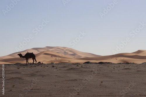 sahara desert Merzouga Camel                                       