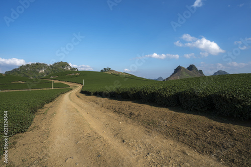 Tea plantation landscape on clear day. Tea farm with curved road, blue sky and white clouds.