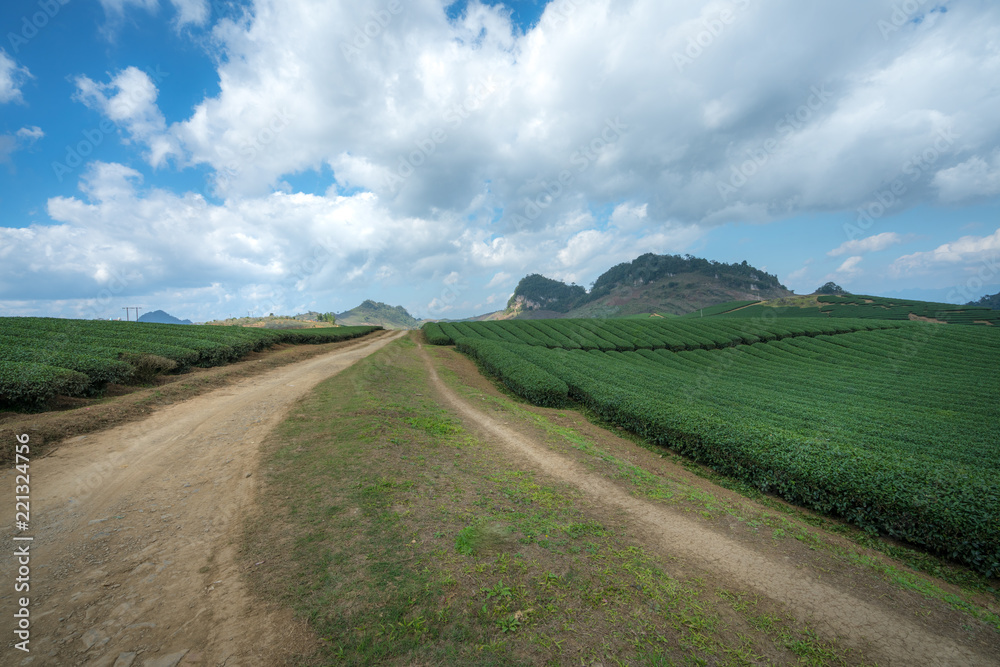 Fototapeta premium Tea plantation landscape on clear day. Tea farm with blue sky and white clouds.