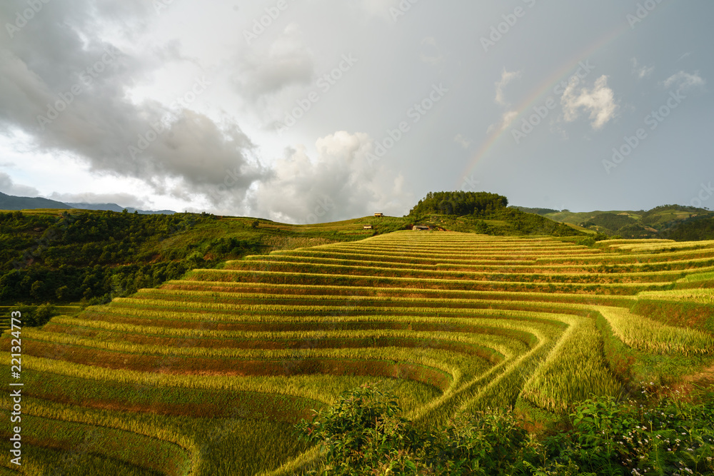 Terraced rice field in harvest season in Mu Cang Chai, Vietnam.