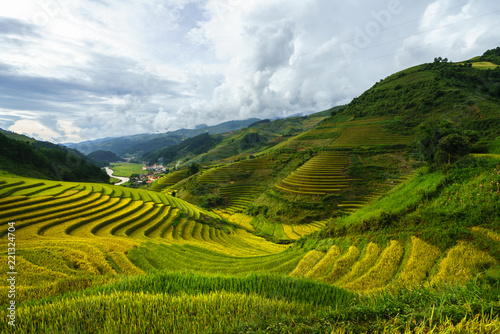 Terraced rice field in harvest season in Mu Cang Chai, Vietnam.