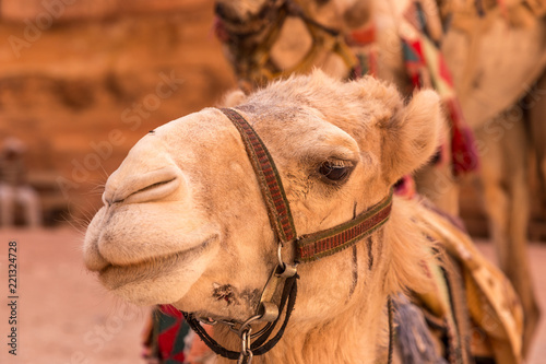Bedouin camel s head. Camel looking to a camera  Jordan