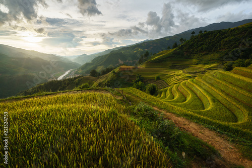 Terraced rice field in harvest season in Mu Cang Chai  Vietnam.