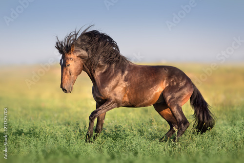 Bay horse with long mane run gallop on green field