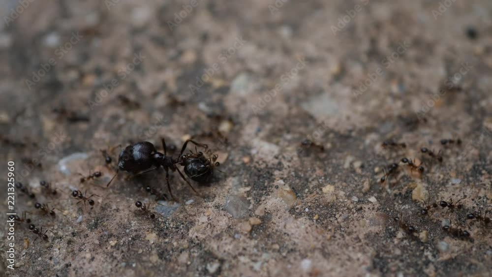 Black House Ant teamwork walking work in the nature Black House Ant teamwork walking work in the nature