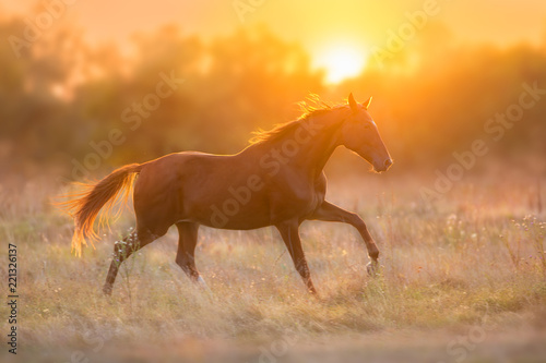 Fototapeta Naklejka Na Ścianę i Meble -  Red horse run in sunset light
