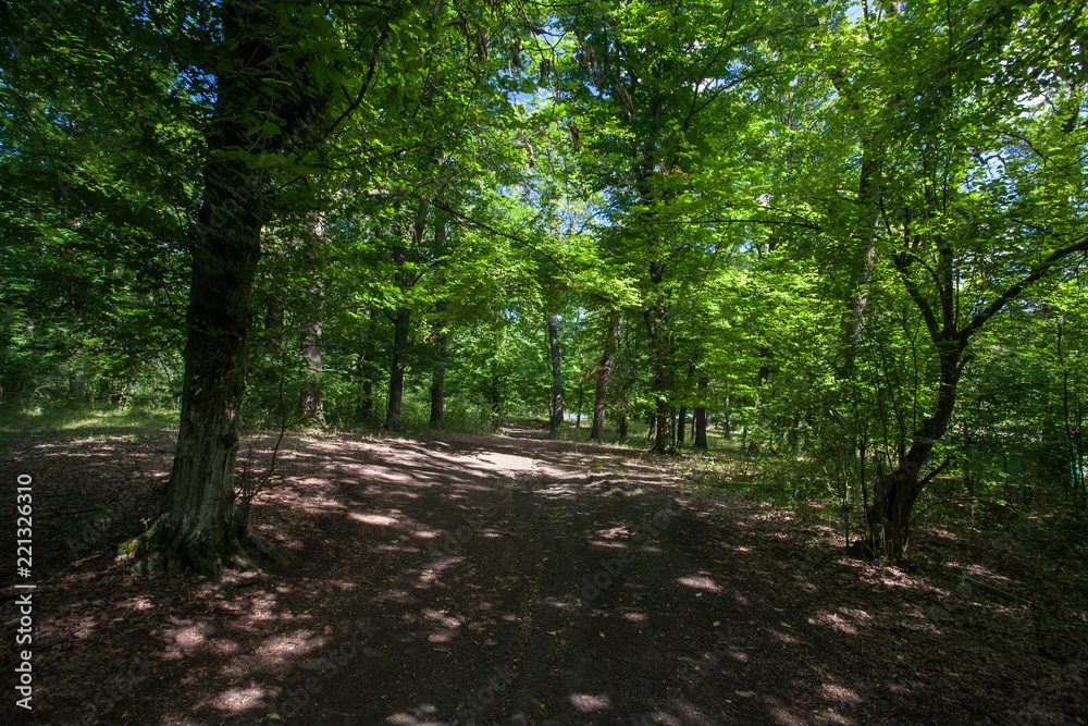 Naklejka premium beautiful green forest