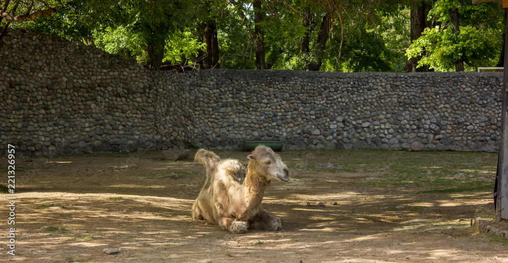 Fototapeta premium a brown camel on the grass